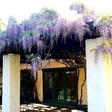 Cafe Wisteria