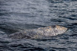 3-Hour Whale Watching Tour from Monterey