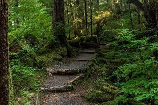3 Hour Small Group Rainforest Eco Tour