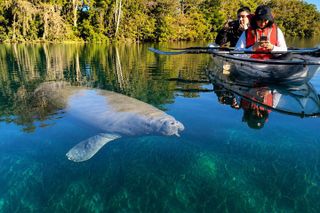 Silver Springs 2-Hour Glass Bottom Guided Kayak Eco Tour