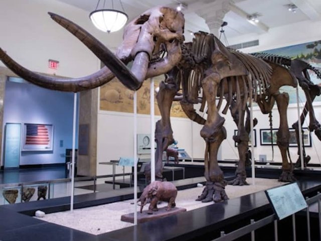 American Museum of Natural History (AMNH): All Ticketed Exhibitions