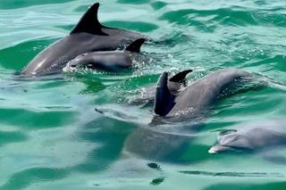 Clearwater Dolphin Kayak Tour and Bird Island Adventure