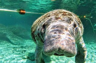 Silver Springs Manatee Kayak Tour