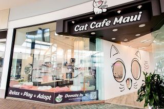 Cat Café Maui Experience – Relax with Rescue Cats