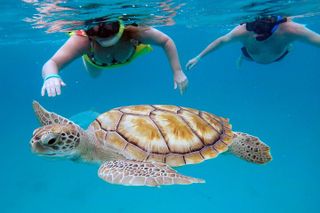 Che’s snorkel catamaran! turtles, wrecks & photos (semi private)