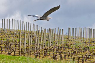 Small Group: Willamette Valley Wine Tour From Portland (Tasting Fees Included)