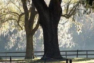 Boone Hall Plantation Admission & Tour with Transportation from Charleston