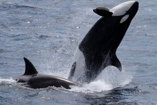 Monterey Whale Watching Tour