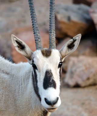 Phoenix Zoo/Arizona Center for Nature Conservation