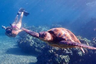 Turtle Town Snorkel with Free Photo and Video - Beginners