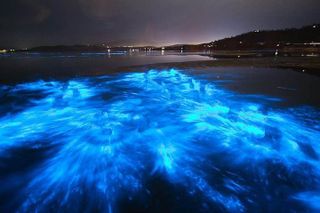 Sunset Bioluminescent Comb Jelly & Dolphin Tour