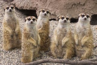 Sacramento Zoo General Admission Ticket