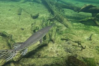 Florida Kayak/Fishing Tours Blue Springs Orlando