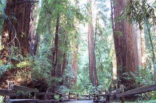Guided Tour to Muir Woods National Park and Sausalito