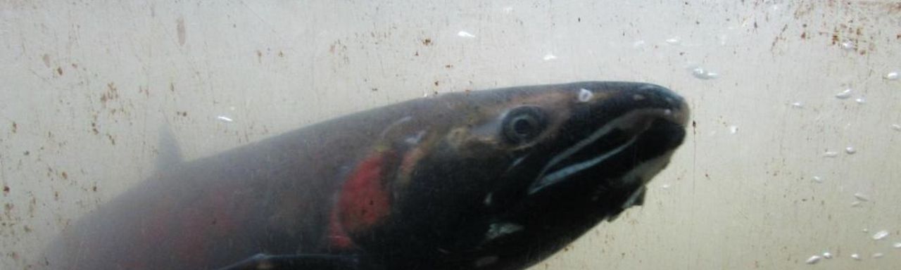 Capilano River Hatchery