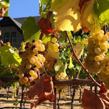 Elliston Vineyards