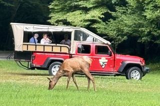 Smoky Mountain Elk & Waterfall Jeep Tour