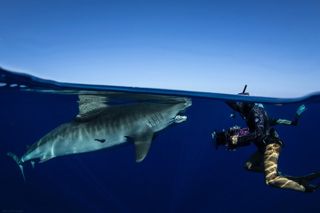 Open Water Shark Dive