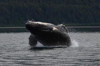 Guaranteed Whale Watching Adventure