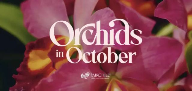 Orchids in October at Fairchild Tropical Botanic Garden