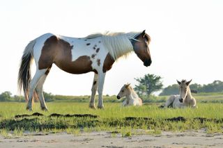 Boat Tours of Chincoteague & Assateague - Wild Ponies