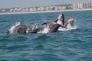 Blue Wave Adventures TursiOps Dolphin Watch Cruise Murrells Inlet
