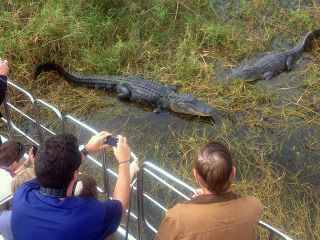 Florida Everglades Airboat Tour and Wild Florida Admission with Optional Lunch