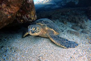 Certified Divers! Scuba dive the Ka'anapali Coast and more!