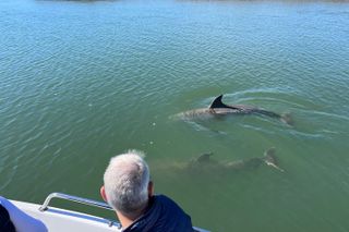 Private Dolphin Watch, Lighthouse and Ecological Boat Tours