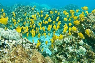 Kealakekua Bay Snorkel & Dolphin Safari In Kona Big Island (4hrs)