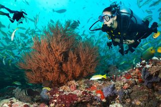 Try Scuba Diving in Kauai From a Boat: No Experience Necessary