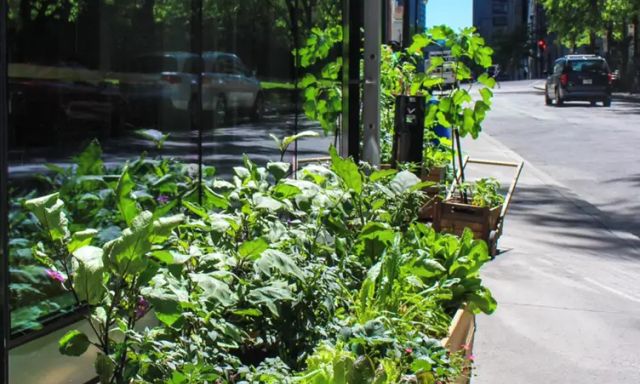 Fiorellino Centre-Ville