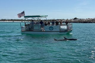 Shell Island Snorkel And dolphin sightseeing