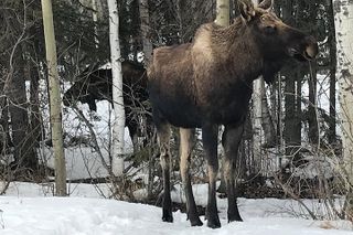 Alaska Wildlife Conservation Center & Turnagain Arm Tour