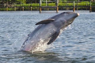 2 Hr Guaranteed Dolphin, Melbourne, ,Cocoa Beach.1030 am