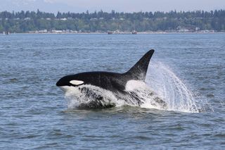 Whale Watching Adventure from Vancouver BC