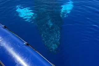 FULL SHADE VIP Premiere Whale Watch-Raft Kaanapali Beach