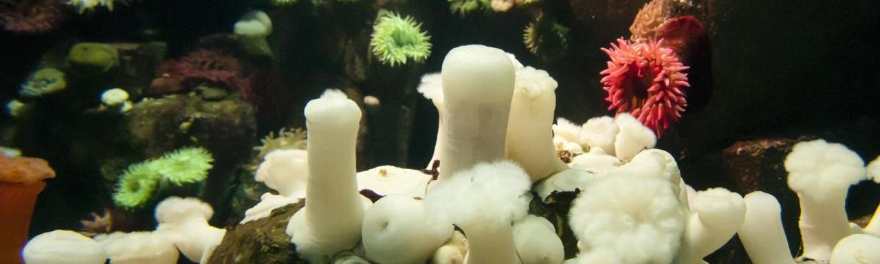 Ripley's Aquarium of Canada