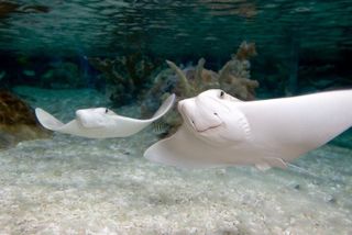 SEA LIFE Kansas City Aquarium Admission Ticket