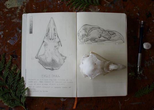 Nature Sketching: Skulls *NEW*