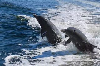 Anna Maria Island Dolphins & Beginners Snorkeling Adventure 3hrs
