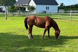 Horse Riding in Miami's Countryside