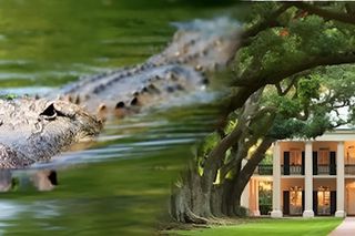 Oak Alley Or St. Joseph Plantation Plus Swamp Tour Combination