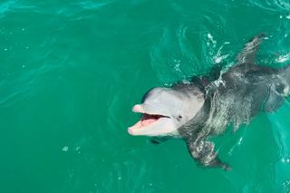 Dolphin Sightseeing Tour near Shell Island in Panama City Beach