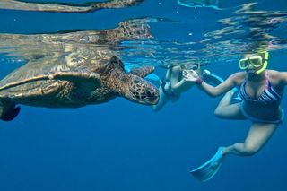Private Beginner Paddleboard Lesson with Snorkel in Turtle Town