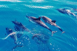 Oahu: Swim with Dolphins on the West Coast