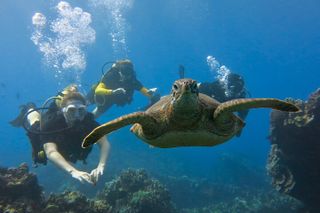 Guided Shore Dive in Kaanapali: Certified
