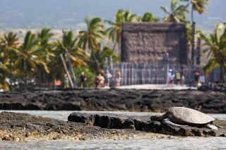 Kona Tour: Bee Farm, Kona Coffee, and National Historical Parks