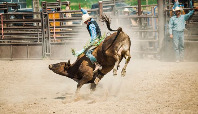 Franklin Stampede Pro Rodeo