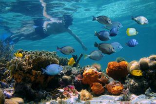 Key West Afternoon Reef Snorkeling with Open Bar
